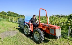 Kako zaštititi vinograde i druge nasade pogođene tučom da ne bi došlo do razvoja bolesti