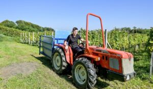 Kako zaštititi vinograde i druge nasade pogođene tučom da ne bi došlo do bolesti