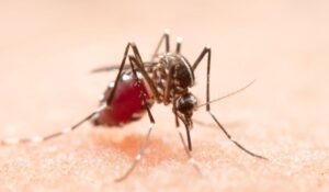 Adulticidna dezinsekcija komaraca u centru Varaždina